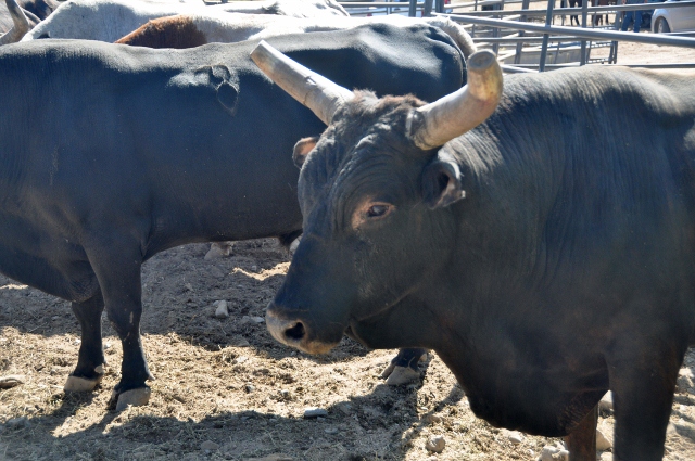 bull charger